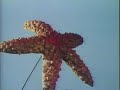 Starfish hitler 02 (Kamen Rider X)