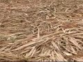 O Cultivo da Cana-de-A��car - Cacha�a �mago da Tradi��o