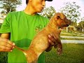 .: American Pit Bull Terrier :.