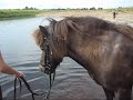 here is a new video of gompie