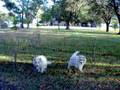 videos de Ike and Dolly 10 21 08