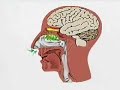 Biologia - Fisiologia - O olfato Biologia - Fisiologia - O olfato