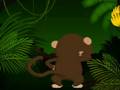 hungry monkey