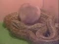 Crazy Hamster Gets Friendly with a Snake Crazy Hamster Gets Friendly with a Snake