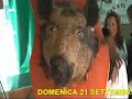 SAGRA DEL CINGHIALE DOMENICA ALLA SAGRA 21/9/2008 DUGENTA