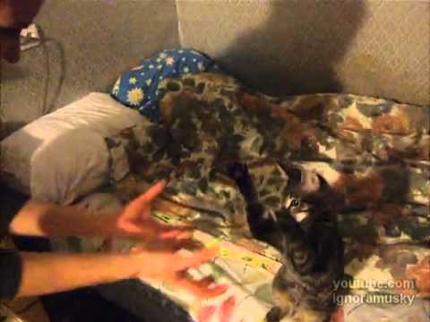 patty-cake (Ладушки)