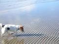 DESDEMONA AL MARE