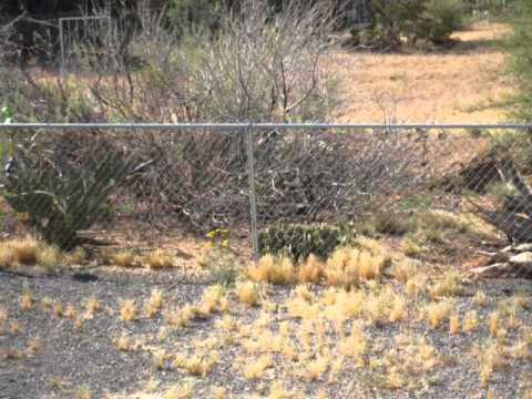 how to transplant agave cactus