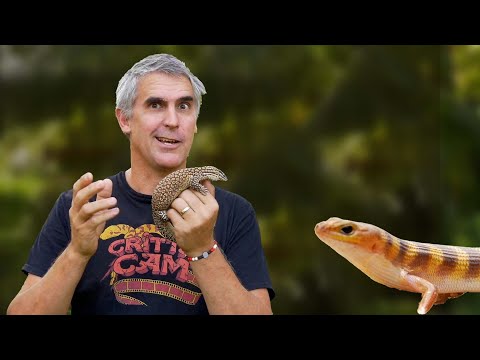 YouTube reptile video