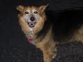 corndog-the-cat-and-foxy-the-dog.html