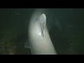 Wacked by a sixgill- slow motion Wacked by a sixgill- slow motion