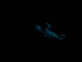 videos de Emperor Scorpion with black light