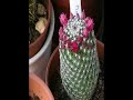 Cacti flowers opening (time lapse) Cacti flowers opening (time lapse)
