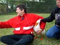 Love the Goose Part II