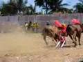 Bull racing, Madura Island, Indonesia
