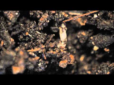 how to kill fungus gnats in soil