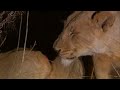 Lioness Tragedy