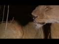 Lioness Tragedy