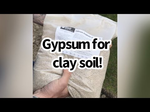 video-linktoworks-Using Gypsum to improve clay soil!//NOVICE GARDEN...