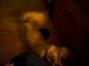 my dog\ my dog\