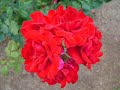 Tony Sharpe - Lady in Red (Home recording) Manele-Gratis.net