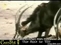 hippo attemps to rescue an impala animal life at work!