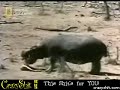 Hippo attemps to rescue an impala, animal life at work! Hippo attemps to rescue an impala, animal life at work!