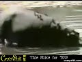 hippo attemps to rescue an impala animal life at work!