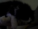 Tobi the kitty 4 Tobi the kitty 4