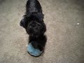 Gizmo (2 yr) and Ollie (1.5 yr) - playing with toys Gizmo (2 yr) and Ollie (1.5 yr) - playing with toys