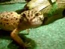 Leopard Gecko