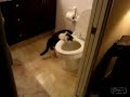 Adisson cat