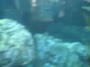Shark tank Shark tank