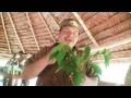 Shaman Medicinal Plants 1 _ Loreto - Peru Shaman Medicinal Plants 1 _ Loreto - Peru