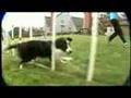 Leawood Dog Wins National Competition
