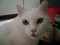 Meine Katze beim essen