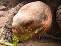 Tortues g�antes � la station Darwin, Galapagos