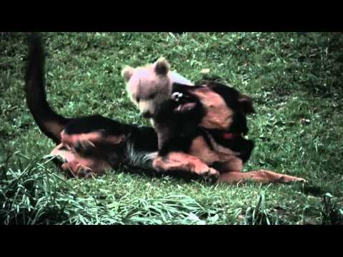 the bears