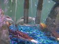 tiger shovel nose catfish eating! a smelt!