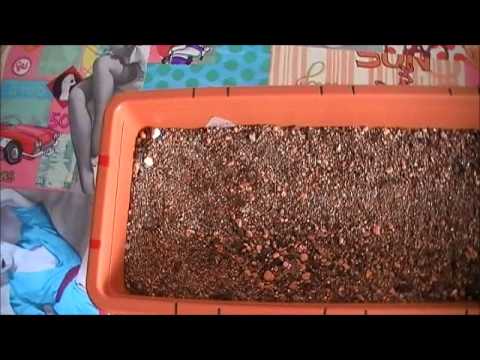 Jorge pflanzt Kakteensamen