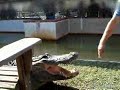 alligator