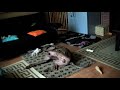 Singing & Playing Weimaraners Singing & Playing Weimaraners