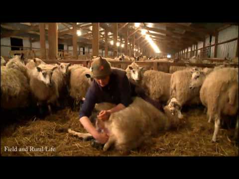 woman slaughte woman kill animal ring