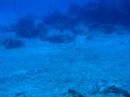 Cozumel Green Moray Eel