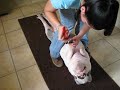 Pig Hoof Trimming