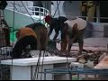 Shark fin illegal landing in Costa Rica Shark fin illegal landing in Costa Rica