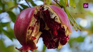 يَاسُوف يَاسُوف