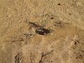 Namib Desert Chameleon