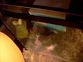hamsters 1