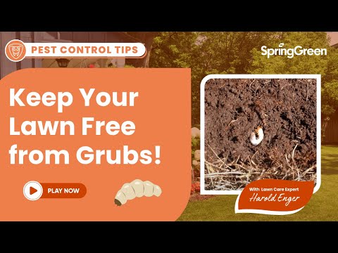 how to replant grass after grubs
